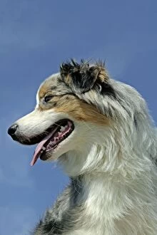 Australian Shepherd Dog - close-up of head