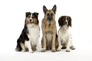 Shepherd Dog Prints: Australian Shepherd Dog / German Shepherd Dog / English Springer Spaniel Dog