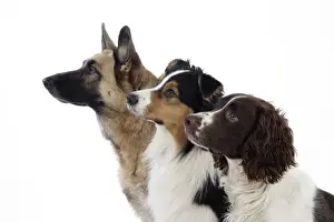 Australian Shepherd Dog / German Shepherd Dog / English Springer Spaniel Dog