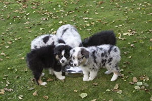 Shepherds Gallery: Australian Shepherd Dog puppies outdoors