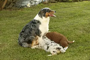 Australian Shepherd Dog - with two puppies suckling