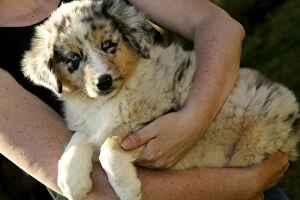 Scruffy Gallery: Australian Shepherd Dog - puppy being held by girl