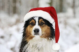 Australian shepherd Dog, wearing Christmas hat