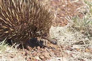Monotreme Prints: Australian Short-beaked Echidna - Found throughout most of Australia where adults are solitary except during the winter