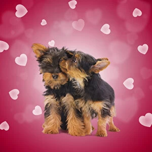 Manipulation Gallery: Australian Silky Terrier Dog, also known as Silky