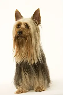 Australian Silky Terriers Prints: Australian Silky Terrier. Also known as Silky Terrier or Sydney Silky