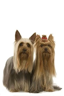 Images Dated 13th March 2006: Australian Silky Terrier with Yorkshire Terrier. Also known as Silky Terrier or Sydney Silky