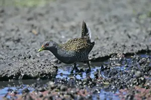 Crakes Prints: Australian Spotted Crake - Gould's Lagoon, Tasmania, Australia