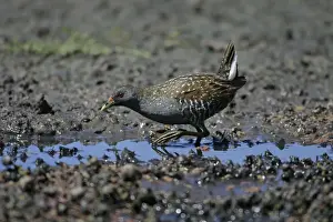 Australian Spotted Crake - Gould's Lagoon - Tasmania, Australia