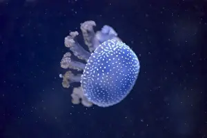 Colourful Prints: Australian Spotted / White-Spotted Jellyfish IN000667