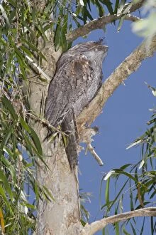 Australian Tawny Frogmouth - sleeping at daytime roost in a Cajuput Tree (Melaleuca leucadendron)