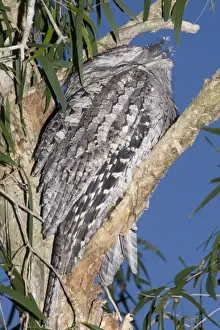 Frogmouths Prints: Australian Tawny Frogmouth / Tawny-shouldered Frogmouth - roosts during the daytime in a Cajuput Tree (Myrtaceae)