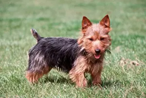 Australian Terrier