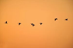 Images Dated 24th June 2008: Australian White Ibis - flock of Australien White Ibis flying to their sleeping trees at sunset