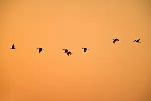 Following Prints: Australian White Ibis - flock of Australien White Ibis flying to their sleeping trees at sunset with only their