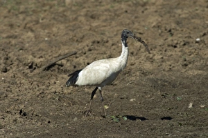 Images Dated 13th November 2003: Australian White Ibis With muddy beak Lake Waggaboonyah, Mt Gordon, Queensland, Australia