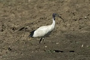 Australian White Ibis With muddy beak Lake Waggaboonyah, Mt Gordon, Queensland, Australia