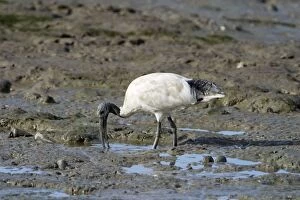 Australian White Ibis - probing in marine mud