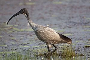 Images Dated 26th September 2011: Australian White Ibis - typically with stained