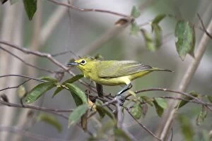 Images Dated 1st October 2004: Australian Yellow White-eye - Largely a mangrove species found only along the northern coasts of