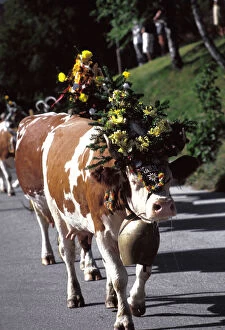 Austria, Innsbruck. Decorated cows coming