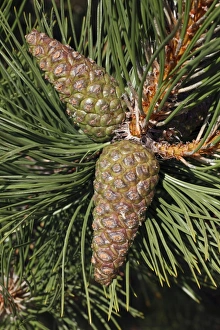 Images Dated 19th August 2009: Austrian Pine - detailed study of cones and needles - Island of Texel - Holland
