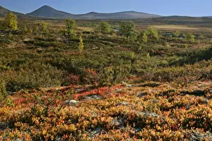 Birches Prints: Autum tundra colourful mountain plateau with birch trees and Muen mountain in background Venabygdfjaell