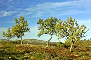 Birches Prints: Autum tundra colourful mountain plateau with crippled mountain birch trees Venabygdfjaell