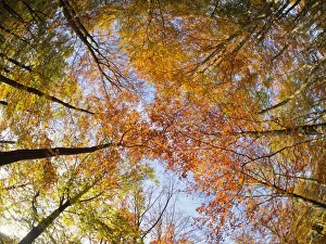 Beech Collection: Autumn Beech Forest - fisheye view Fagus Sylvatica Thordon Park Essex, UK LA009554