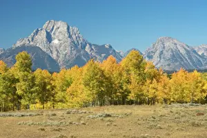 Autumn colour on aspens with Grand Teton range beyond Grand Teton NP, USA