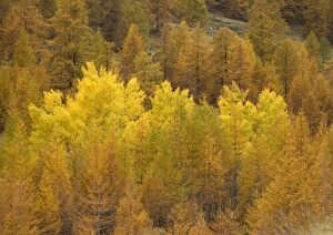Images Dated 22nd October 2005: Autumn colour: black poplars surrounded by common larches, in Maritime Alps valley