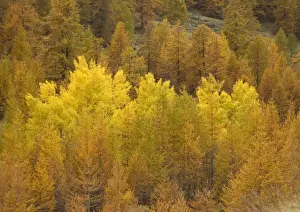 Poplars Prints: Autumn colour: black poplars surrounded by common larches, in Maritime Alps valley