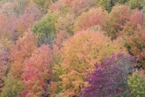 Autumn Colour - Maple Woodlands
