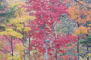 Maples Prints: Autumn Colour - Maple Woodlands Upper Penninsular Michigan, USA LA004616