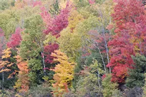 Maples Prints: Autumn Colour - Maple Woodlands Upper Penninsular Michigan, USA LA004707