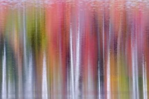 Abstract Collection: Autumn Colour Reflections - Council Lake Upper Peninsular Michigan, USA LA004805