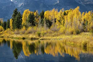 Fall Collection: Autumn cottonwood trees reflecting on beaver pond, Schwabacher Landing, Grand Teton National Park