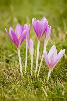 Fall Prints: Autumn Crocus / Meadow Saffron - in flower, september, in old grassland