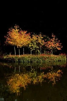 Autumn - first tints of autumn colour on an island of saplings on a tranquil lake