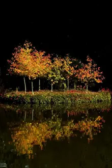 Autumn - first tints of autumn colour on an island of saplings on a tranquil lake