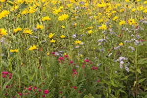 Aster Prints: autumn flower mix - colourful mix of yellow Moonbeam and purple