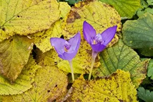 Images Dated 8th October 2008: An autumn-flowering east european crocus