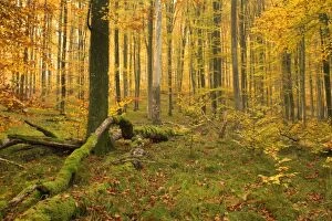 autumn forest - brightly coloured beech forest in autumn