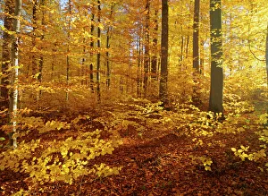 Images Dated 19th March 2008: Autumn forest - colourful foliage in beech forest