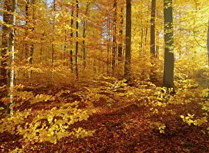 Autumn forest colourful foliage in beech forest Baden-Wuerttemberg, Germany