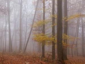 Images Dated 13th November 2011: Autumn Forest - in the fog