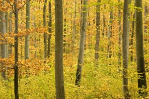 Images Dated 27th October 2007: autumn forest - a forest in brightly coloured autumn foliage ranging from green to yellow
