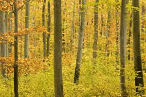 autumn forest - a forest in brightly coloured autumn foliage ranging from green to yellow and orange - Baden-Wuerttemberg, Germany