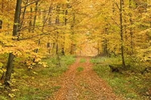 Images Dated 27th October 2007: autumn forest - a forest country road leads through