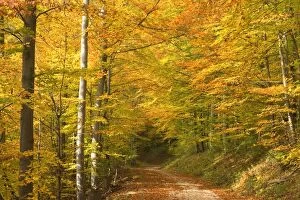 Images Dated 20th October 2007: autumn forest - a forest country road leads through